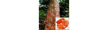 Maytenus macrocarpa - Chuchuhuasi - strom 