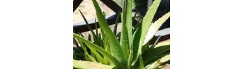 Aloe Vera - rastlina 